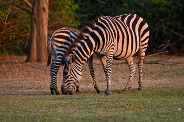 A Zebra and a young zebra calf walking and grazing at Pazuri Outdoor Park, close by Lusaka in Zambia