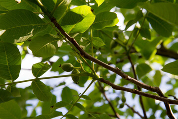 The common walnut fruit , green, not ripe yet, on the tree with sun shining through
