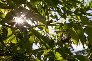 The common walnut fruit , green, not ripe yet, on the tree with sun shining through
