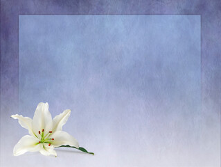Lilac Blue Funeral Wake Order of Service Lily Background Template - white lili head in bottom left corner against a graduated rustic stone texture background with copy space for text
- 585394939
