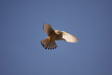 Kestrel hunting