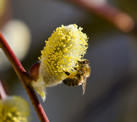 bee on a catkin © AndHub