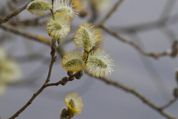 branches with catkins