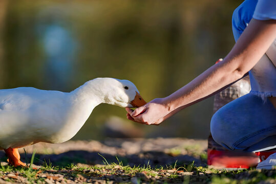 White goose eats food from the hands. Domestic bird