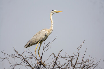 Grey Heron resting on the top of a dry tree