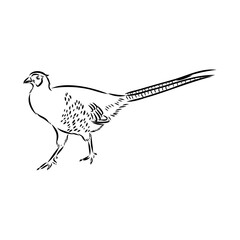 Fototapeta na wymiar Hand drawn of an pheasant, sketch. Vector illustration isolated on a white background.