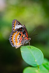 butterfly on leaf