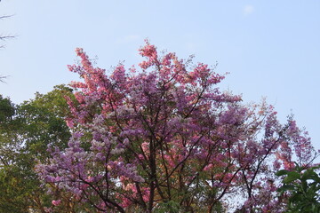 Lagerstroemia loudonii Teijsm. & Binn.