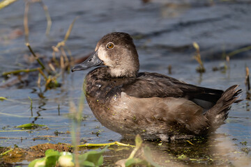Ring-necked Duck