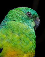 Red-rumped Parrot