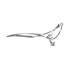 Fototapeta premium Hand drawn of an pheasant, sketch. Vector illustration isolated on a white background.
