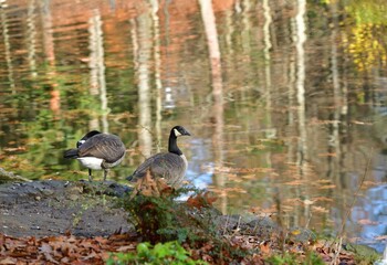 A Canadian goose cleans its feathers on the shore of a pond