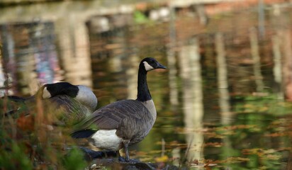 A Canadian goose is sitting on the bank of a stream in the bushes