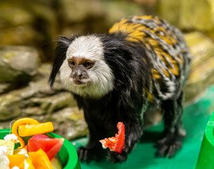 Geoffroy's monkey (Latin: Callithrix geoffroyi) with a piece of bell pepper on a green background Animals, mammals, predators, primates.