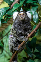 Black-tailed monkey (Latin Mico melanurus) sitting on a branch among the greenery of trees. Animals, mammals, predators, primates.