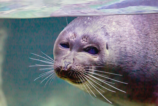 The head of the Baikal seal (Latin Pusa sibirica) with a beautiful white mustache on a dark background of the bottom. Marine life, exotic fish, subtropics.