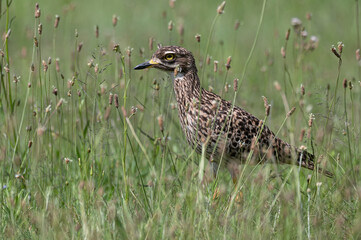 Burhinus capensis - Spotted Thick-knee - Oedicnème tachard