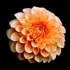 orange dahlia flower