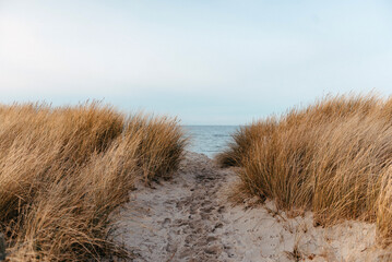 Path to the Beach with Blue Sea View over the Horizon background