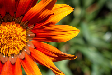 Obraz premium Bella flor colorida en un dia de verano. Imagen para flyers y anuncios