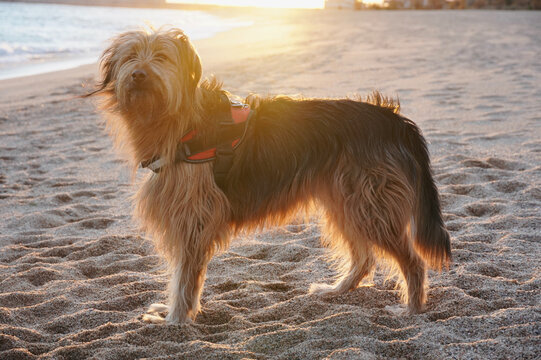 Shepherd dog with beautiful sunlight in background. Dog on the shore of the beach at sunset time. Gos d'Atura. Catalan Shepherd.
