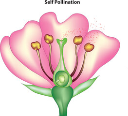 self pollination 
