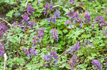 spring first flowers in the forest