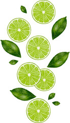 lime slice watercolor