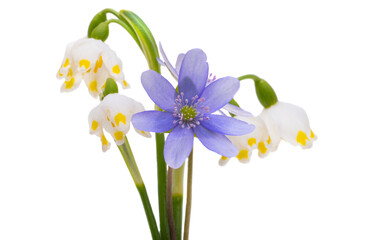 Fototapeta premium first spring flowers isolated