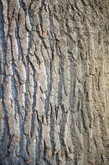 background from the bark of an oak tree