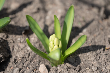 hyacinth in a flower bed