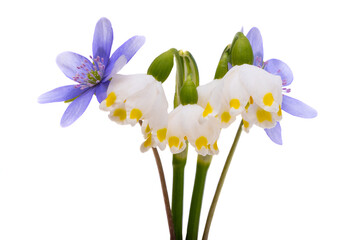 first spring flowers isolated