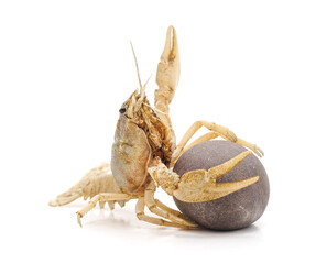White crayfish on the stone.