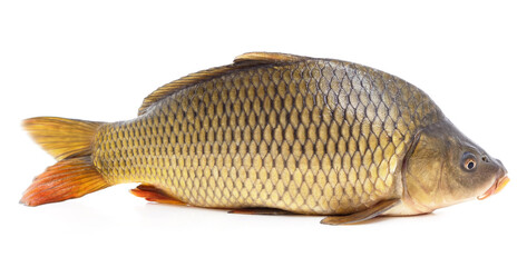 Big fresh carp.