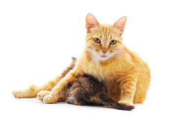 Mother cat feeding a kitten.