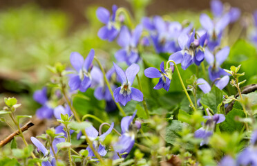 beautiful violets growing in a meadow in spring