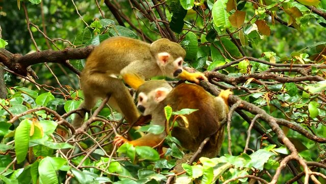 Squirrel monkeys are playing on tree in Chiangmai Thailand.