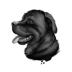 Rottweiler dog portrait isolated on white. Digital art illustration hand drawn for web, t-shirt print and puppy cover design. Rott Rottie, Rottweiler Metzgerhund, Rottweil butchers dog herd livestock