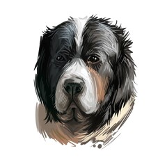 Pyrenean Mastiff dog portrait isolated on white. Digital art illustration of hand drawn dog for web, t-shirt print and puppy food cover design. Mostin do Pireneu, large breed from Pyrenees in Spain.