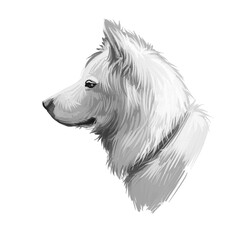 Pungsan Dog portrait isolated on white. Digital art illustration of hand drawn dog for web, t-shirt print and puppy cover design. Poongsan breed of hunting dog from Korea, Phungsan, Pungsangae.