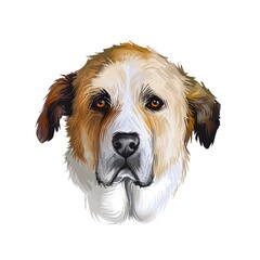 Rafeiro do Alentejo dog portrait isolated on white. Digital art illustration of hand drawn dog for web, t-shirt print and puppy food cover design. Portuguese Mastiff large breed of dog from Portugal.