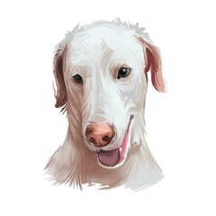 Rajapalayam dog portrait isolated on white. Digital art illustration of hand drawn dog for web, t-shirt print and puppy food cover design. Poligar hound, Indian Sighthound dog, Rajapalayam Hound.