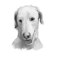 Rajapalayam dog portrait isolated on white. Digital art illustration of hand drawn dog for web, t-shirt print and puppy food cover design. Poligar hound, Indian Sighthound dog, Rajapalayam Hound.