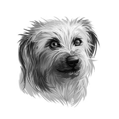 Pyrenean Shepherd dog portrait isolated on white. Digital art illustration for web, t-shirt print and puppy food cover design. Berger des Pyrenees, Pastor de los Pirineos, Petit Pyrenees Sheepdog.