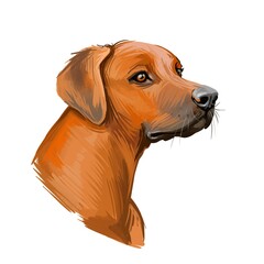 Rhodesian Ridgeback dog portrait isolated on white. Digital art illustration of hand drawn dog for web, t-shirt print and puppy food cover design. African Lion Hound, Van Rooyen lion dog.