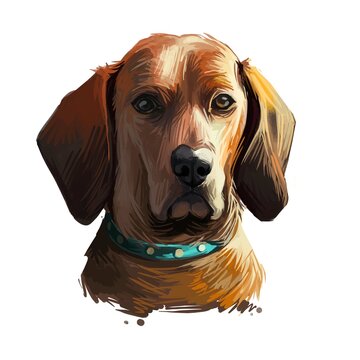 Redbone Coonhound dog portrait isolated on white. Digital art illustration of hand drawn dog for web, t-shirt print and puppy food cover design. Reds breed of dog used for hunting, Redbone Coonhound.