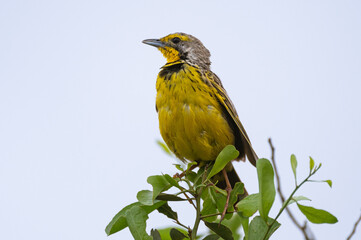 Macronyx croceus - Yellow-throated Longclaw - Sentinelle à gorge jaune