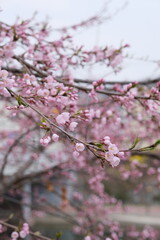 Obraz premium Spring is right here. 