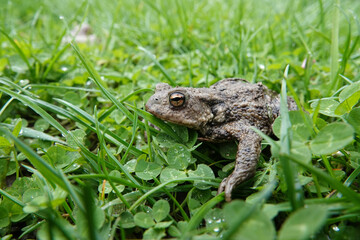 Closeup on a female European common toad, Bufo bufo sitting on the ground and grass in the garden