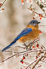 Eastern Bluebird - Sialia sialis